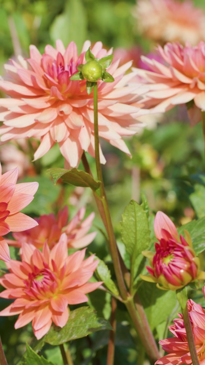 Kamera menggeser ke kanan melintasi bunga Dahlia pinnata yang cerah di taman yang diterangi cahaya matahari alami yang terang.