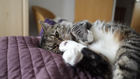 cat licking her own foot on the bed