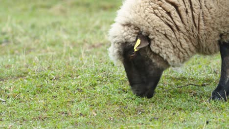ovejas de cerca comiendo hierba en el pasto