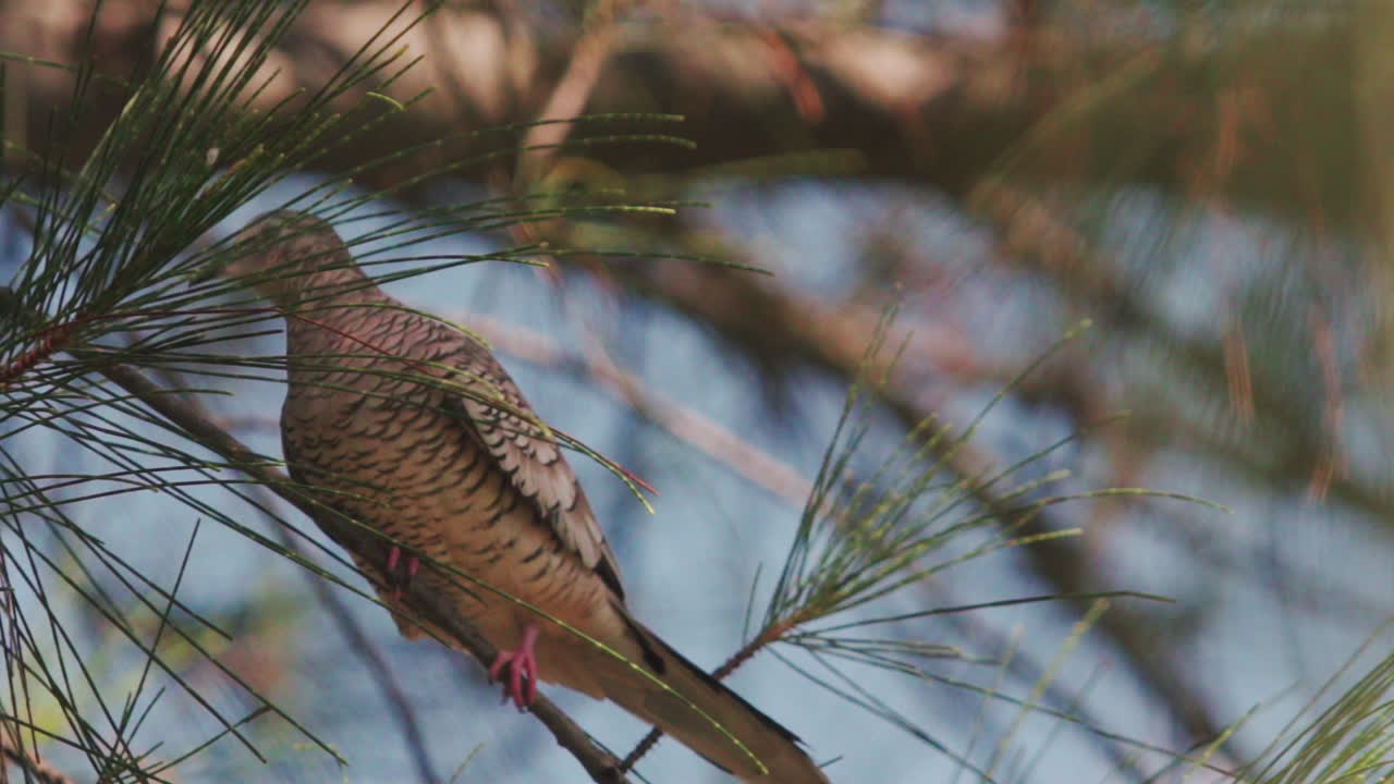 Roller bird  rolinha sitting on tree.