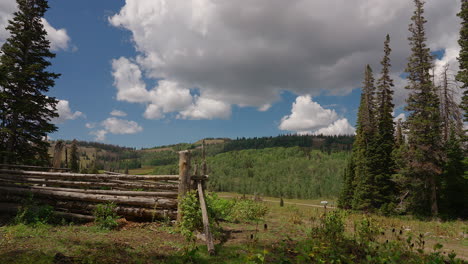un corral se encuentra dentro de las profundidades del bosque de hoja perenne - timelapse