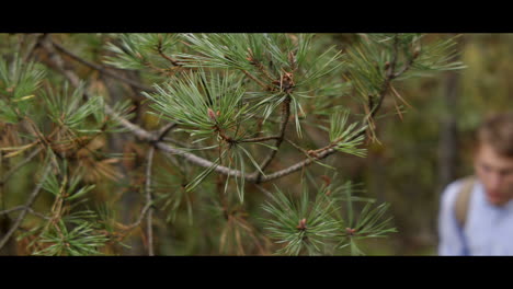 man hiking through pine forest