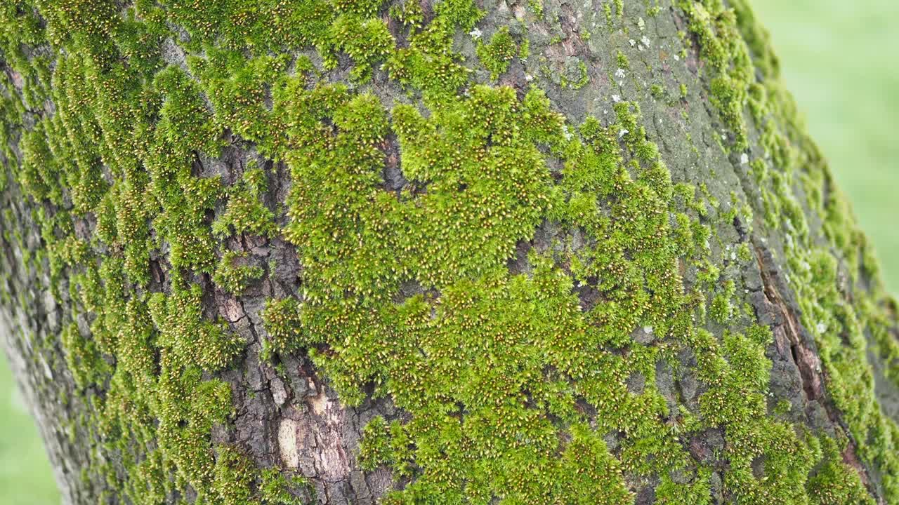 primer plano de musgo verde en el tronco del árbol