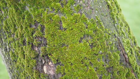 close-up of green moss on tree trunk