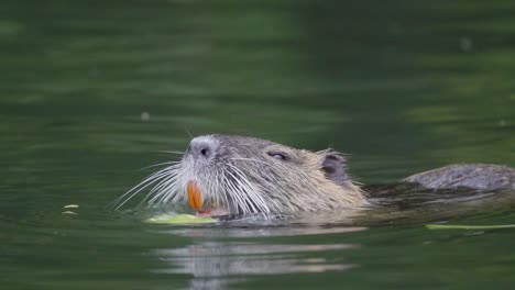 close up of a coypu eating pieces of a plant with its big orange incisors while floating on a pond