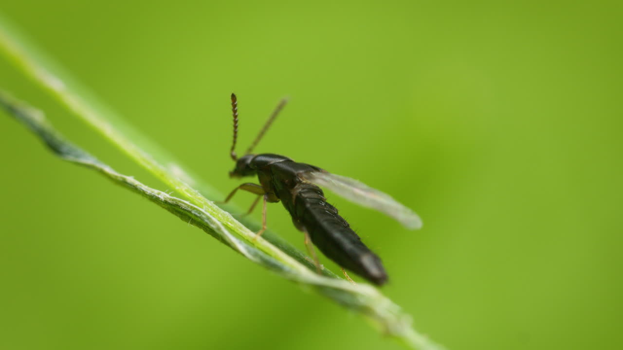 Rove beetle outside in nature, macro, flexing its abdomen. Staphylinidae.