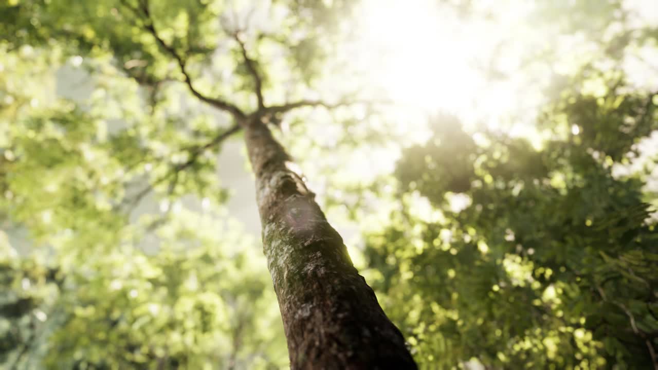 안개 가 가득 한 숲 에서  ⁇ 빛 이  ⁇ 아오르는 광선