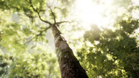 rays of bursting sunlight in a misty forest