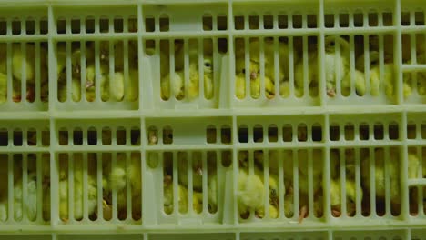 Factory-born chicks tightly packed inside yellow crates, dim artificial light