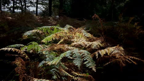 early morning light on a patch of autumn coloured bracken which has started to change colour very early this year due to the lack of rainfall in august