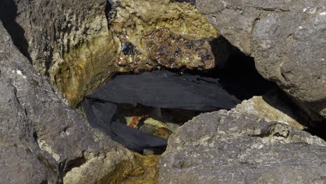 bolsa de plástico negra en el agua de mar que contamina el medio ambiente