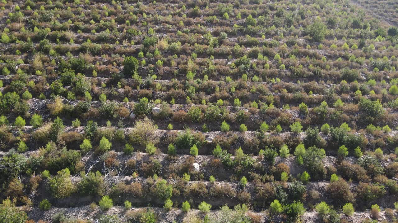 zonas de forestación de pinos