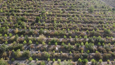 Afforestation-Areas-Of-Pine