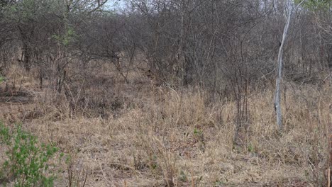 leopardo salvaje en el parque nacional kruger en sudáfrica