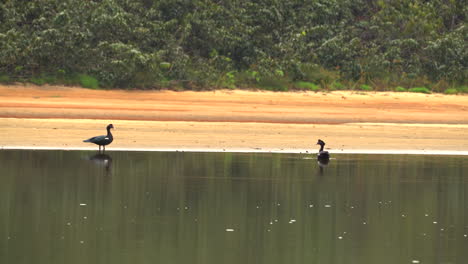 two black ducks on a lake shore