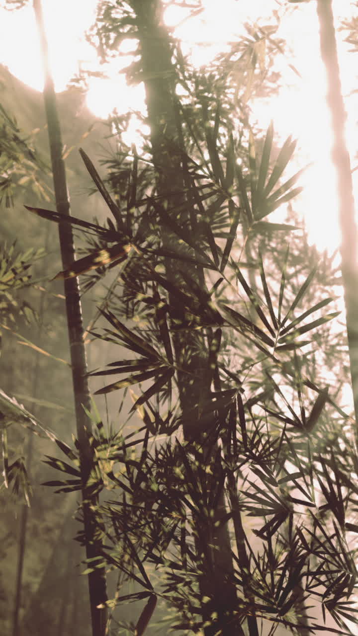 rayos de sol que fluyen a través de un bosque de bambú