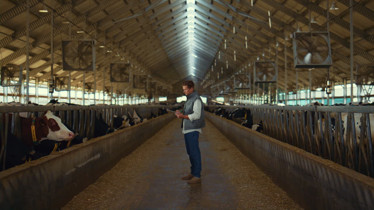 Business owner inspecting livestock facility. Modern cowshed building interior.