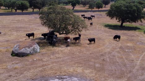 Bullenfarm-Aus-Der-Luft-Gesehen