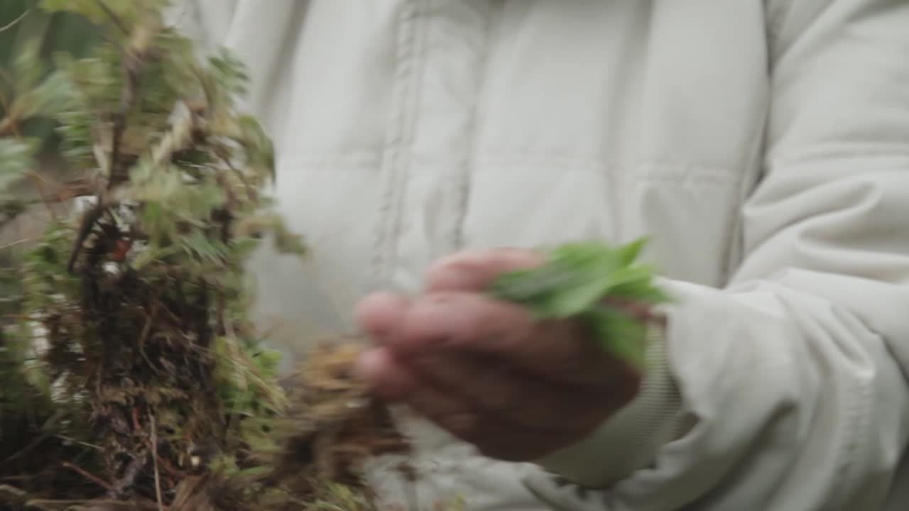 Close up of woman's hands showing herbs. The rural life in El Cocuy, Colombia. Traditional farming practices, campesino culture, and authentic Andean mountain lifestyle