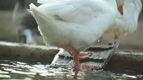 Weiße-Gänse-Schwimmen-Im-Teich