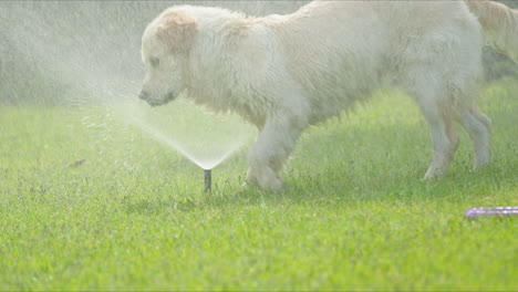 golden retriever playing in a sprinkler