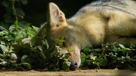 un primer plano del chacal de rayas laterales (canis adustus) durmiendo en uganda.
