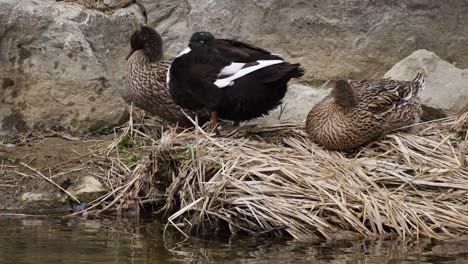 patos de aves acuáticas sobre hierba seca en el tranquilo arroyo yangjaecheon en seúl, corea del sur