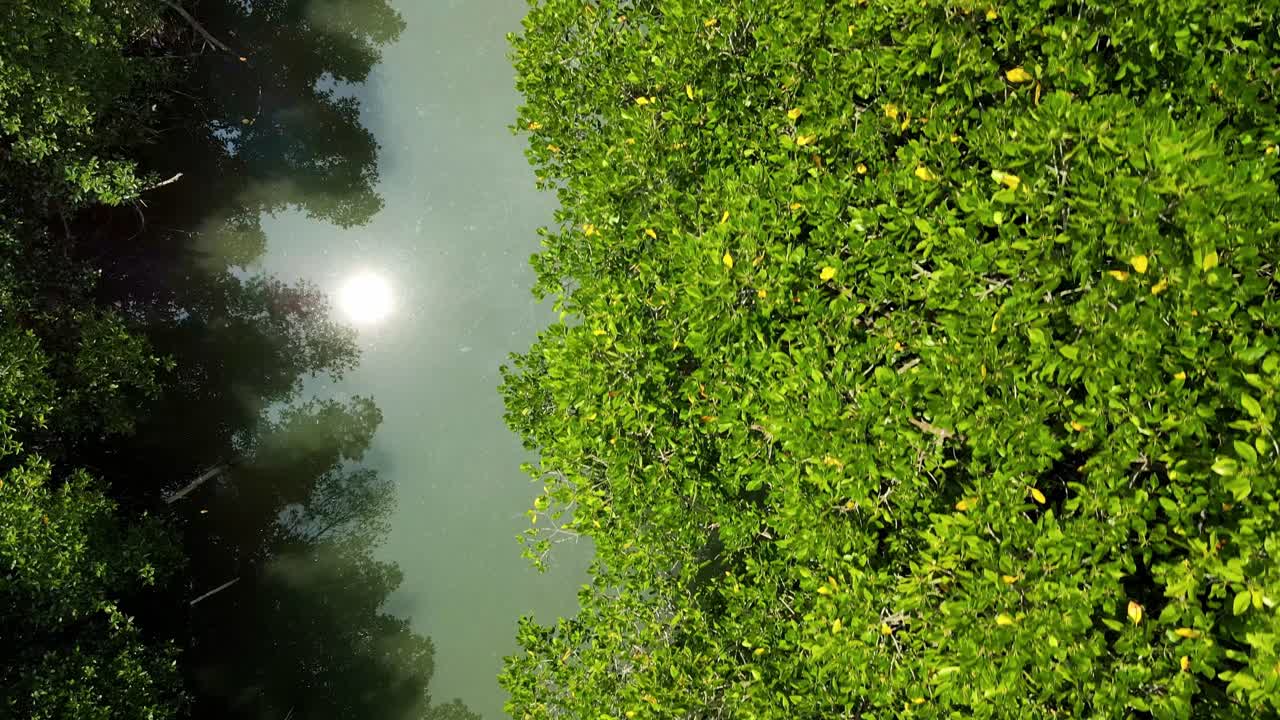 dron aéreo por dolly de manglares en un río en tailandia