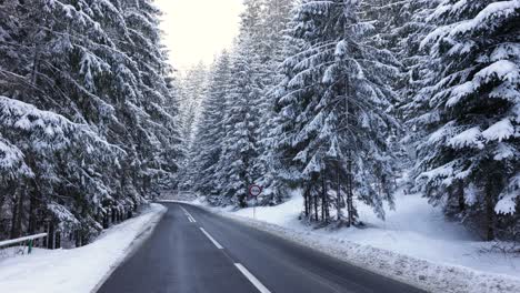 mountain road through snow covered coniferous forest during winter - wide shot