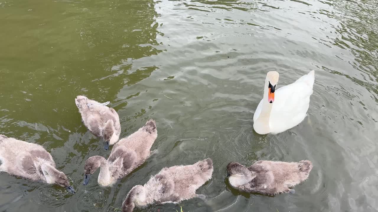 Cygnet young swan birds family narrowboat canal United Kingdom fauna wildlife