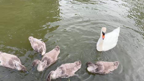 cygnet young swan birds family narrowboat canal united kingdom fauna wildlife
