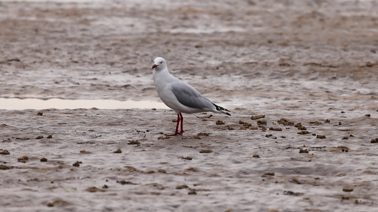 Solitary seagull stands on damp sand, overcast daylight, static camera, natural coastal environment