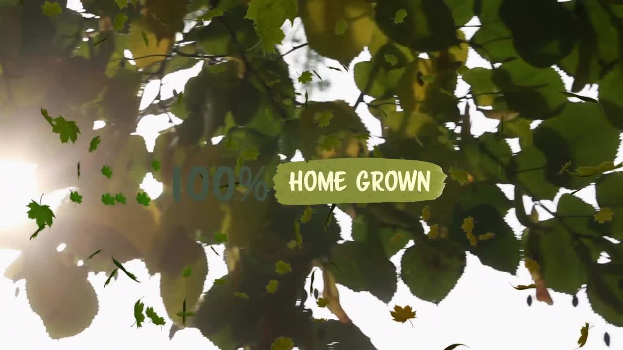 animación de un número de 100 con signo percentil y texto casero sobre vista de ángulo bajo de un árbol.
