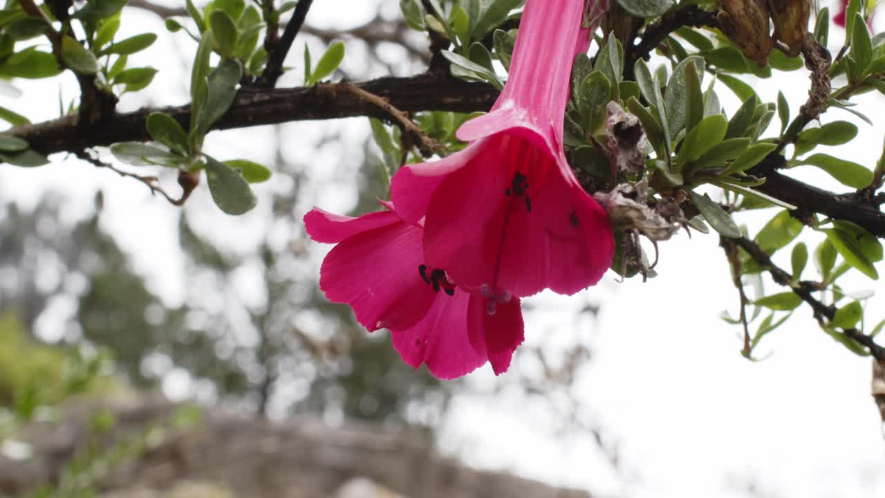 muros de piedra cusco y flor andina rosa 4k 50fps