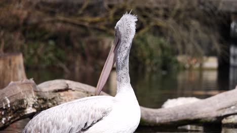 Grey-Pelican-reflecting-by-sunlight-of-water-surface-in-wilderness,close-up