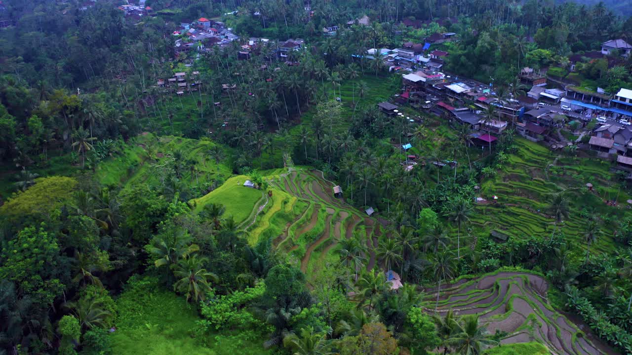 campo de arroz de tegallalang cerca de ubud en el centro de bali, indonesia