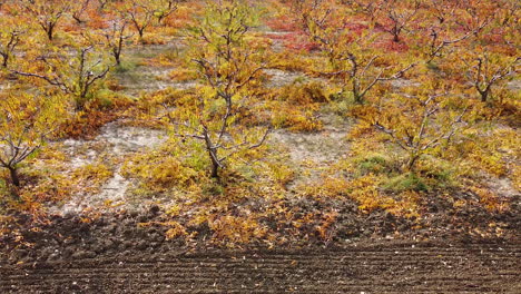 Closely-panning-aerial-overview-of-Roses-and-trees-cultivation-on-a-large-field-between-road-and-railway