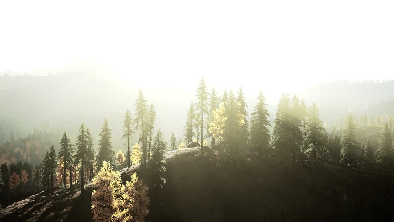 해가 뜨면 안개가 가득한 산의 숲