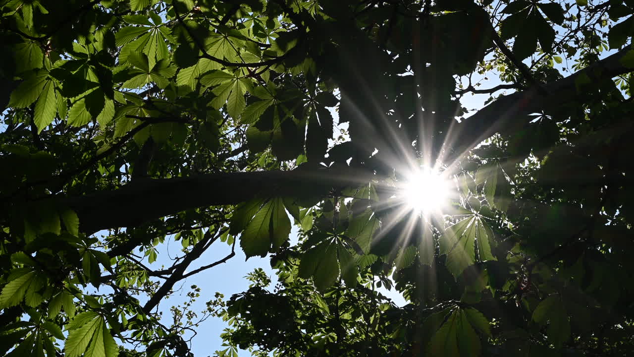 Bright sun rays shining through green leaves in a forest, creating a natural lens flare