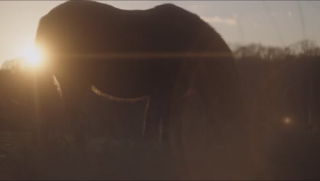 a silhouette of a horse at sunset