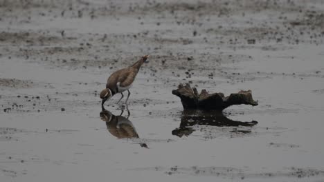 A-killdeer-feeding-on-a-lake-shore-in-the-late-evening-light