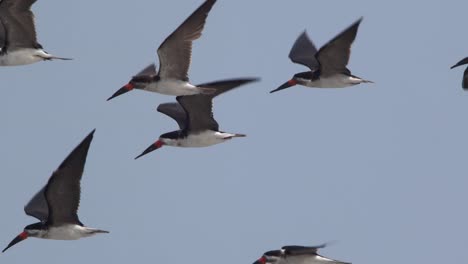 bandada de skimmers negros volando juntos en cámara lenta contra la libertad del cielo azul claro, tiro de seguimiento de perú