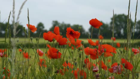 Blühende-Leuchtend-Orangefarbene-Mohnfeldblumen-In-Irland