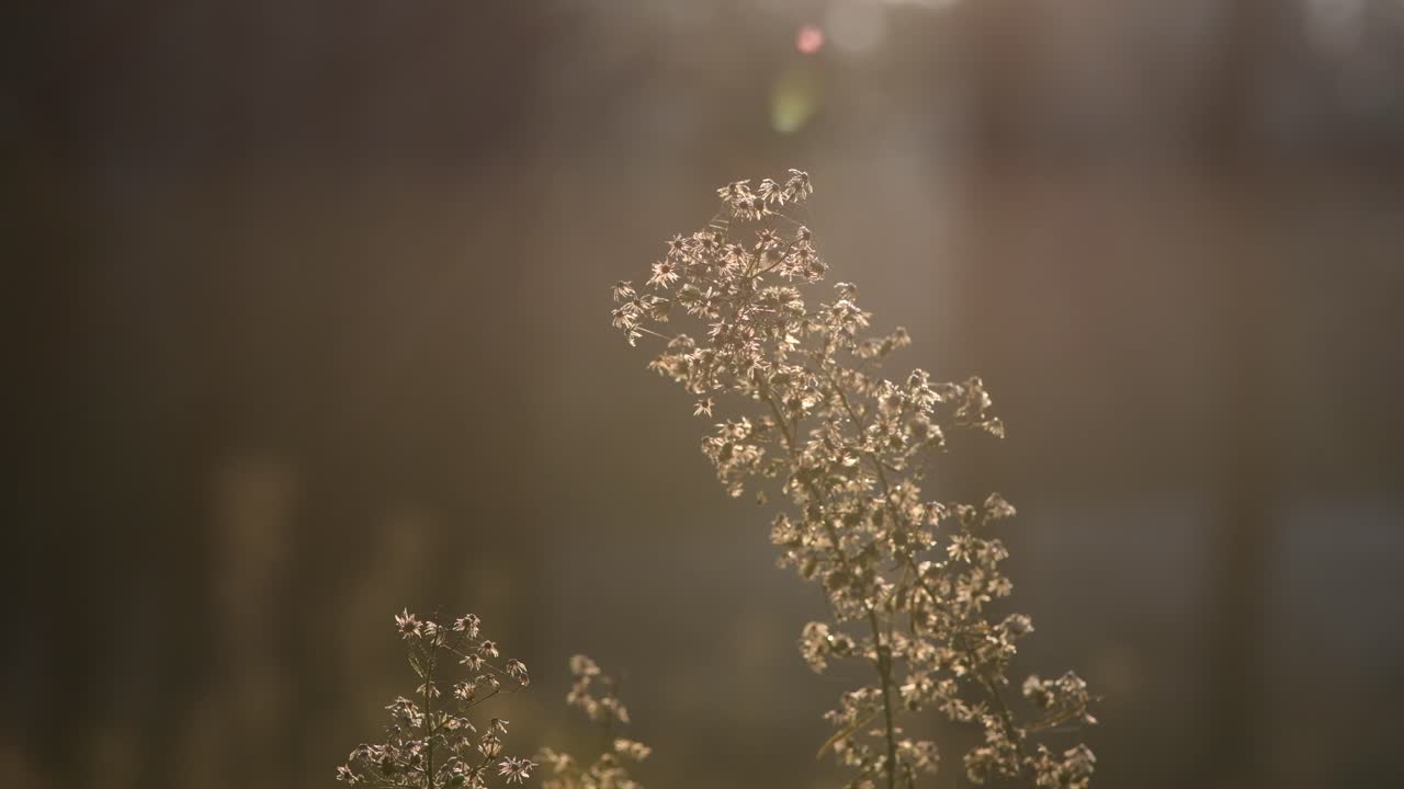 아침 빛 속의 섬세한 야생 꽃