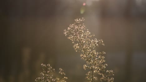 아침 빛 속의 섬세한 야생 꽃