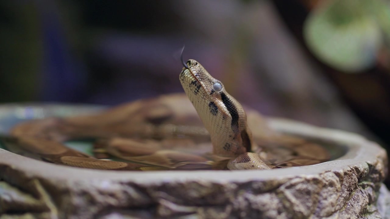 Boa constrictor a riposo in una ciotola d'acqua