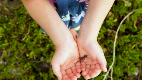 top down shot of both hands of caucasian girl holding tiny cute gecko