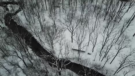 Drone-Footage-of-Trees