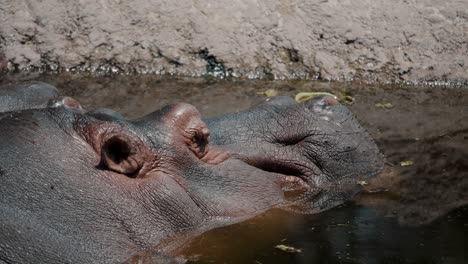 el hipopótamo escapa del calor enfriándose en un pozo de agua