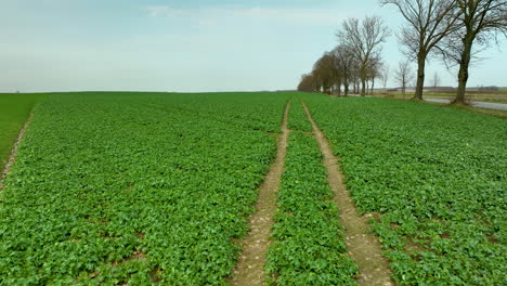slow aerial flight over agricultural field beside road with leafless trees in spring season